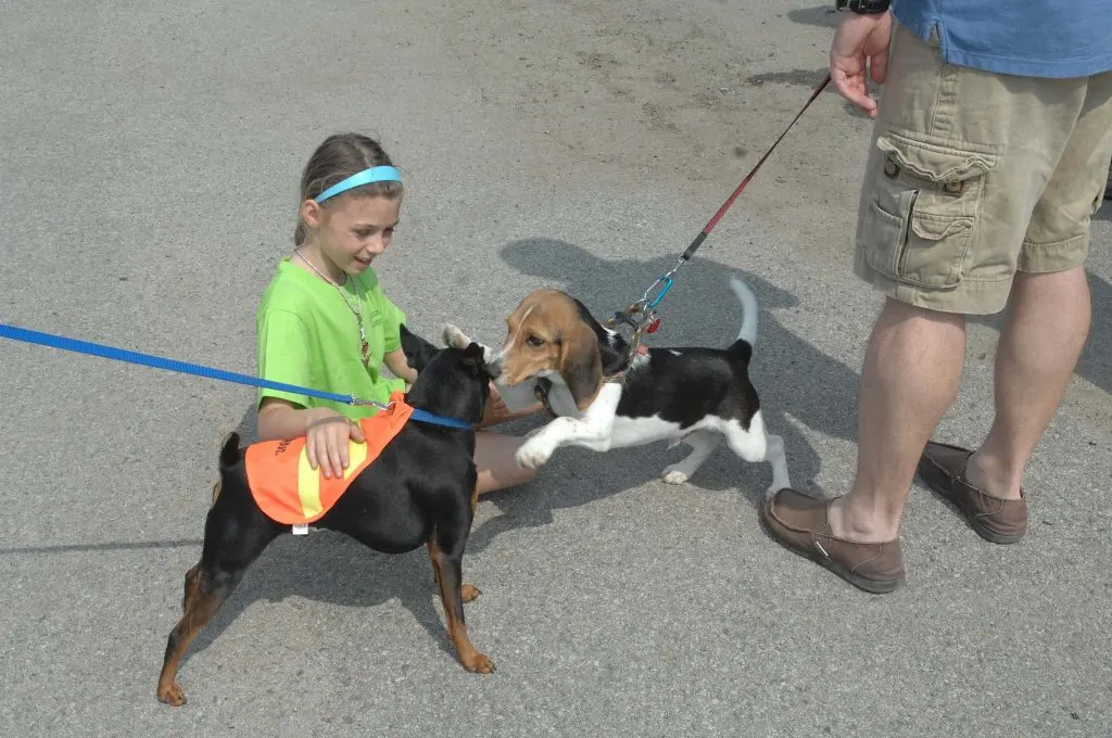 Jobs For Animal Lovers: walking dogs