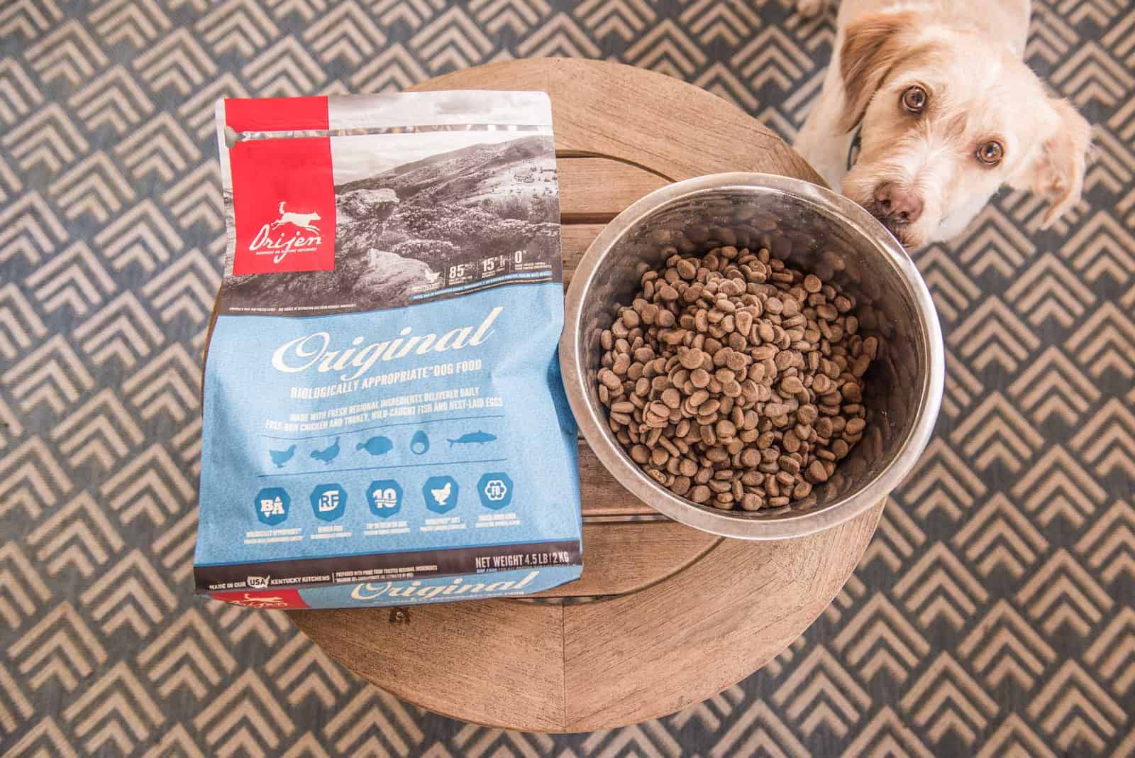 Working as a Dog Food Tester: How to Make Big Money in 2021
