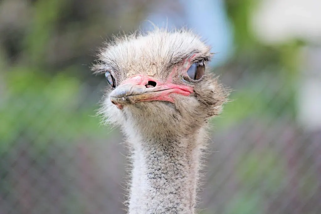 Ostrich farming for money