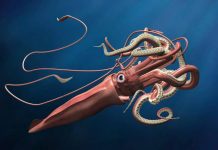 Become a Cryptozoologist - giant squid