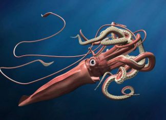 Become a Cryptozoologist - giant squid