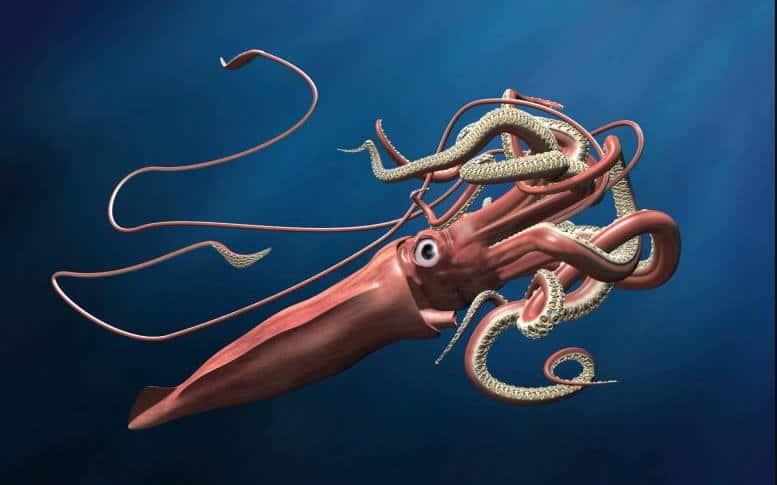 Become a Cryptozoologist - giant squid