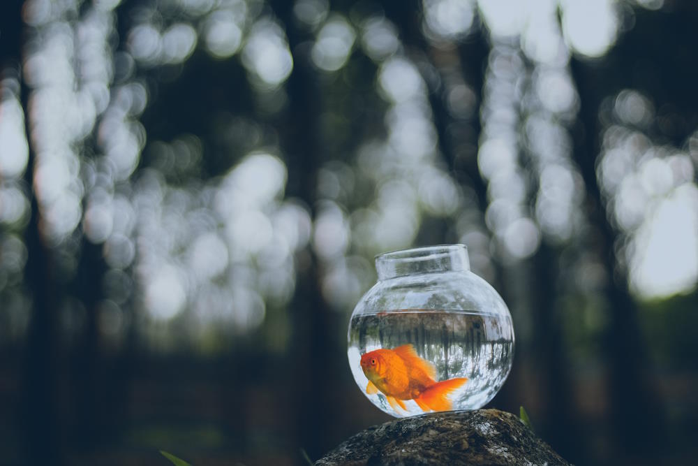 Image by Ahmed Zayan via Pexels - gold fish in the forest