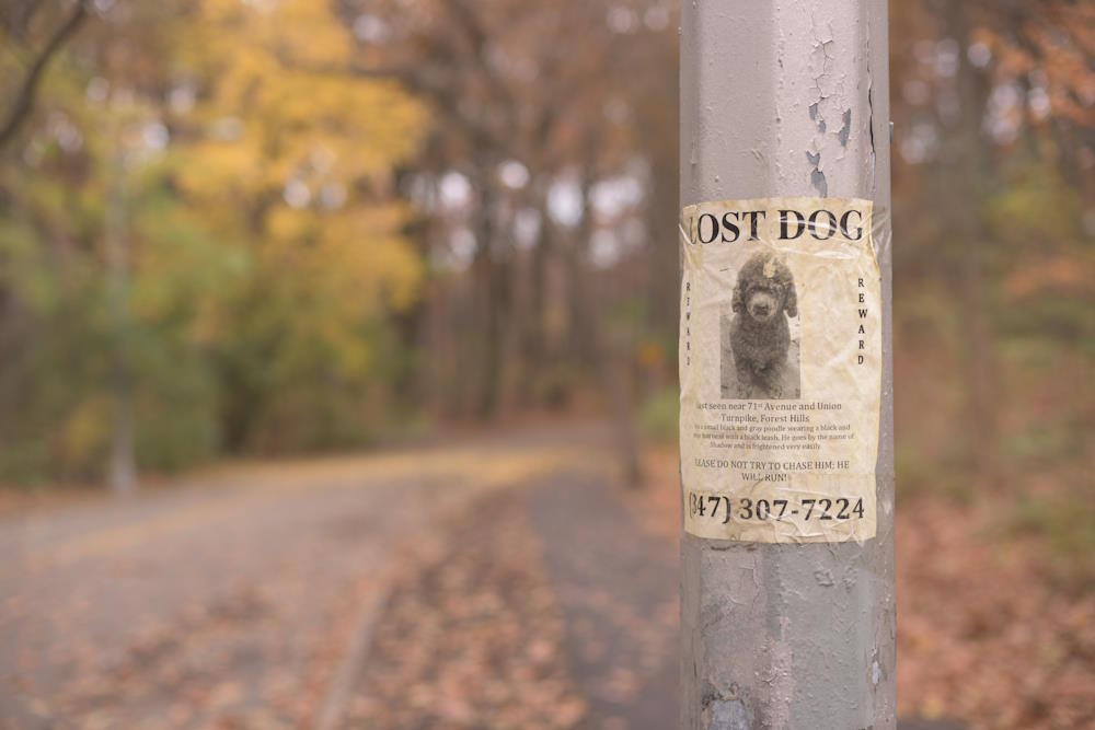 Image by Michael Jin via Unsplash - lost dog