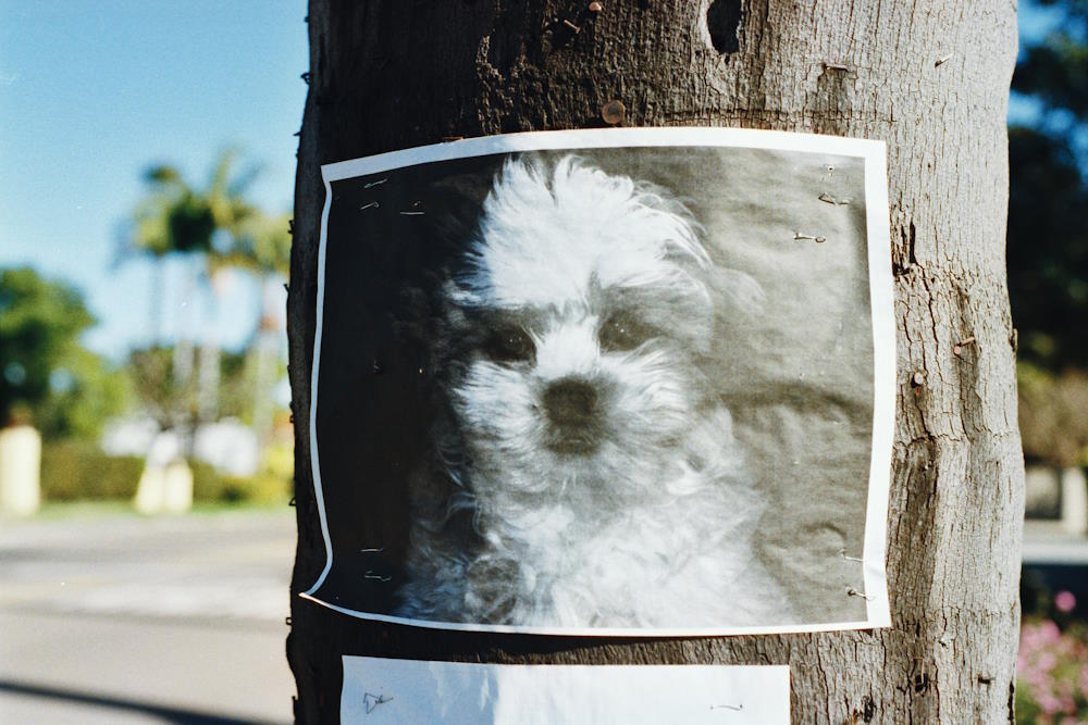 Image by via Unsplash - missing dog photo on tree 2