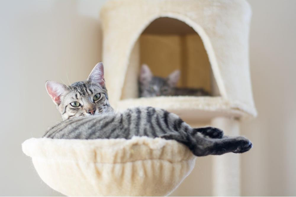 Image via Canva - cat resting in cats condo