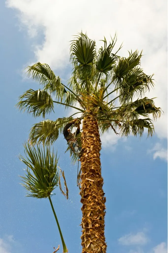 Image via Canva - palm tree trimmer 2