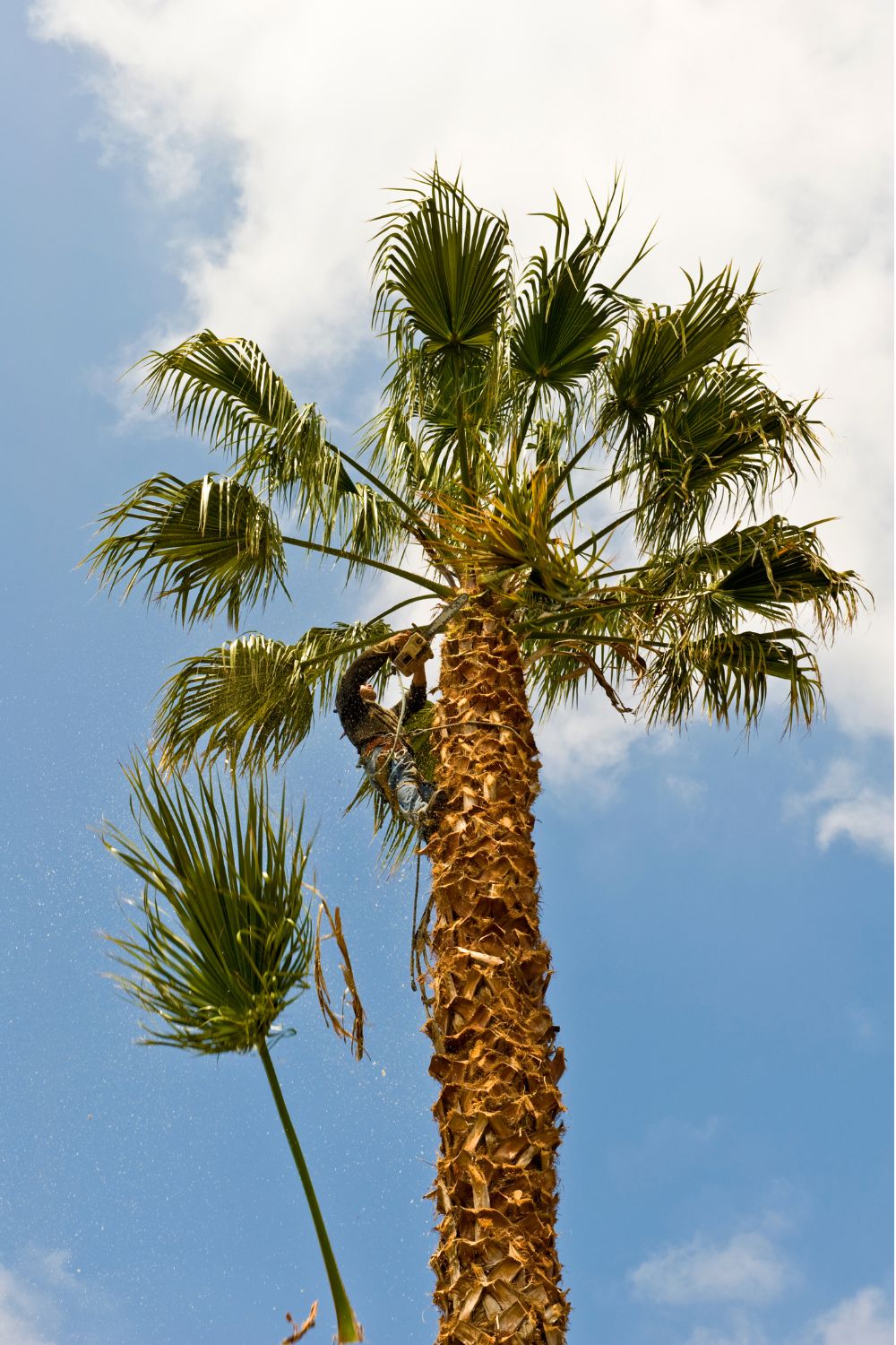 How to a Palm Tree Trimmer Your Quick Guide