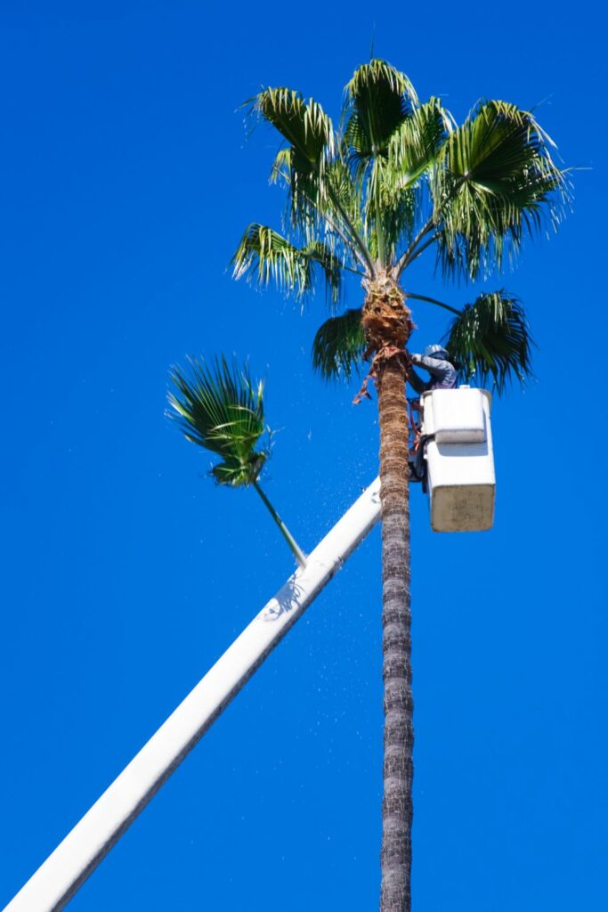 Image via Canva - palm tree trimmer 3