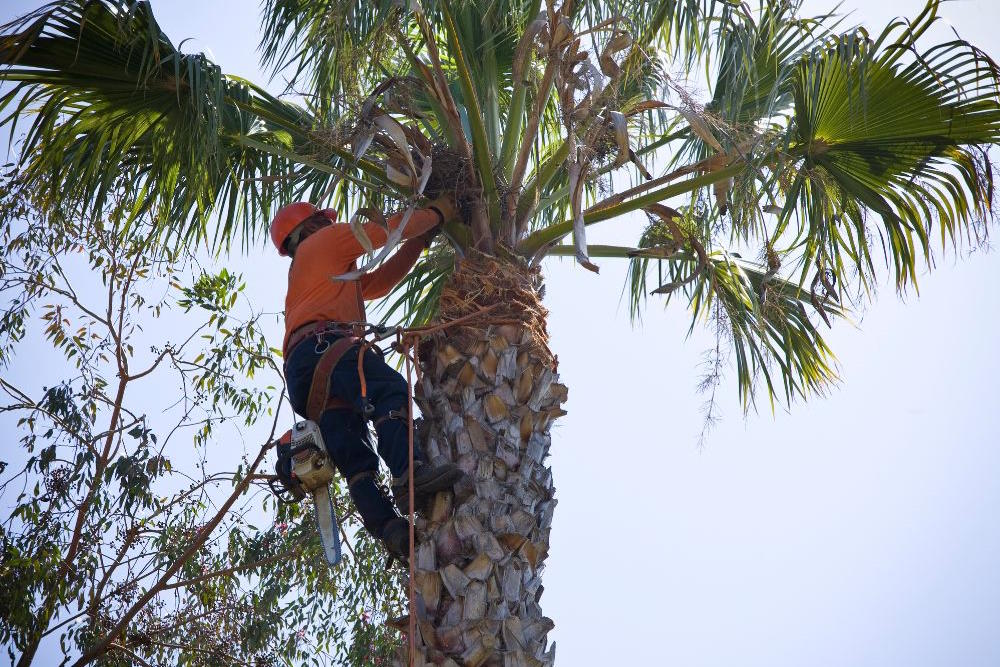 Image via Canva - palm tree trimmer