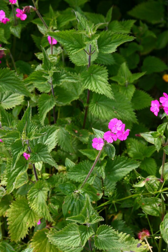 Image via Canvas - Natural Red Campion