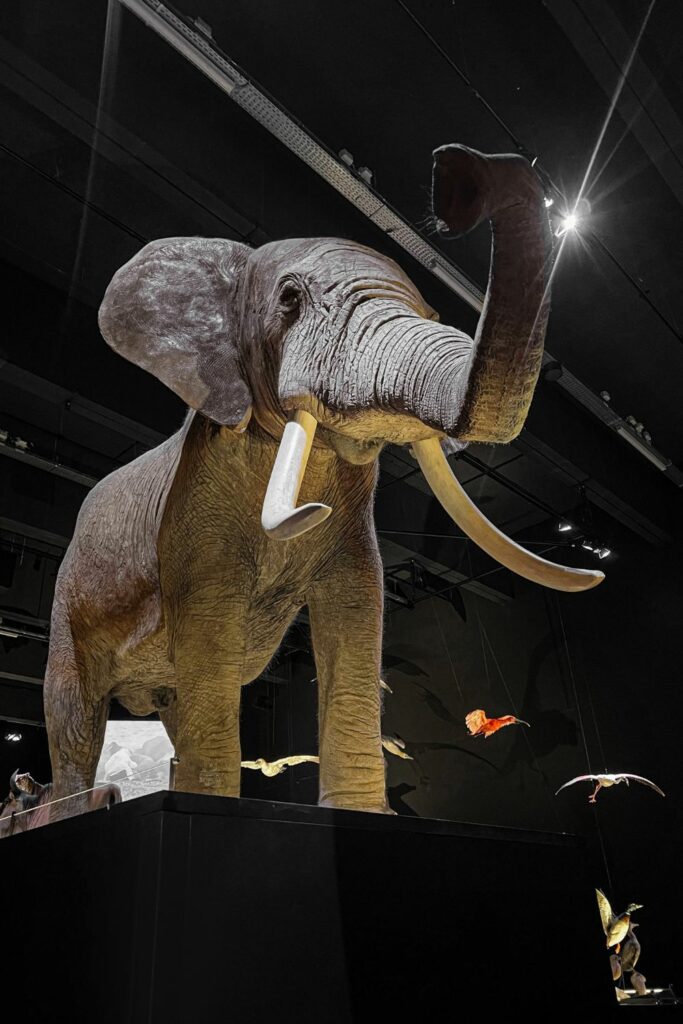 Image via Canvas - Taxidermist Elephant