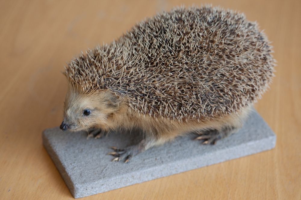 Image via Canvas - Taxidermist Hedgehog