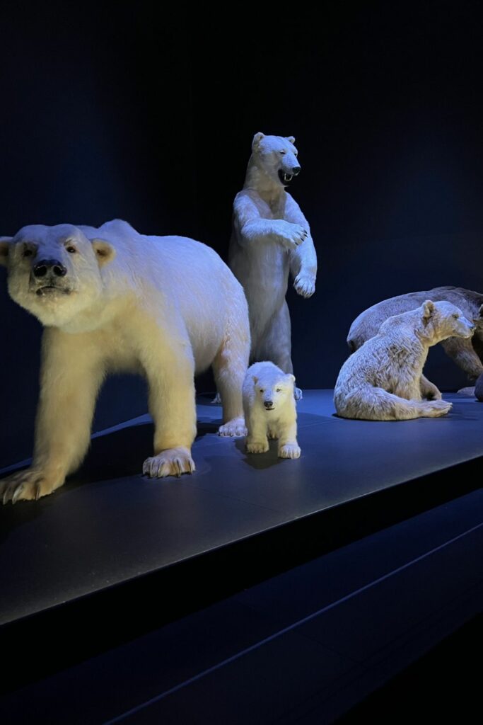 Image via Canvas - Taxidermist Polar bears