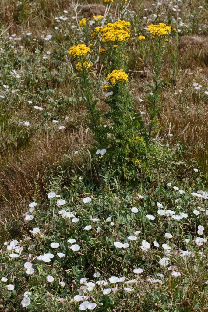 Image via Canvas - common wildflower meadow