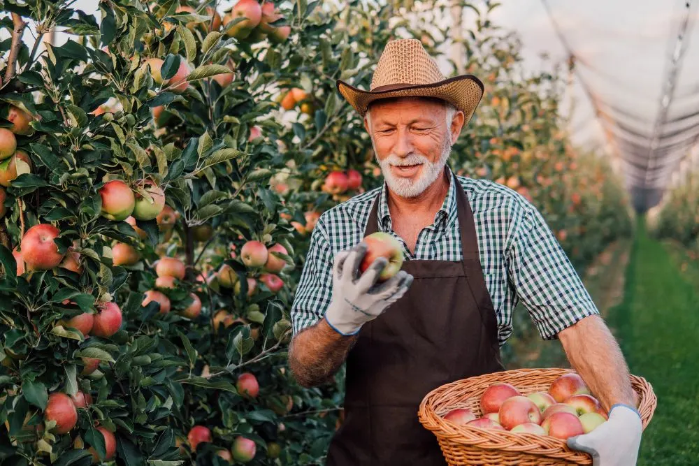 Image via Canvas - farmer picking apples