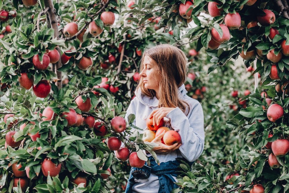 Image via Canvas - girl in denim picking apples