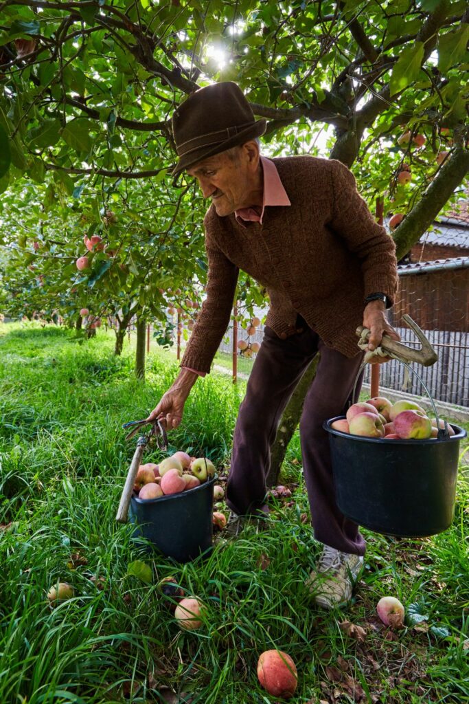 Image via Canvas - senior farmer picking apples