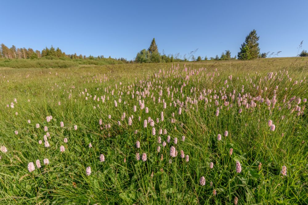 Image via Canvas - wildflower meadow