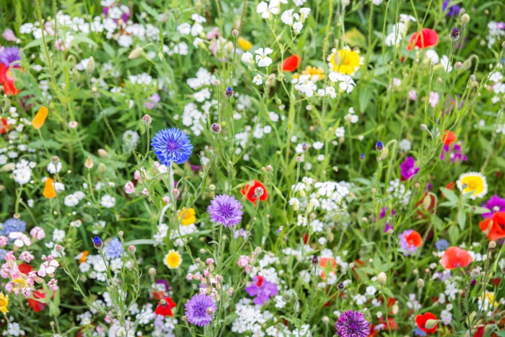 Image via Canvas - wildflowers in summer garden