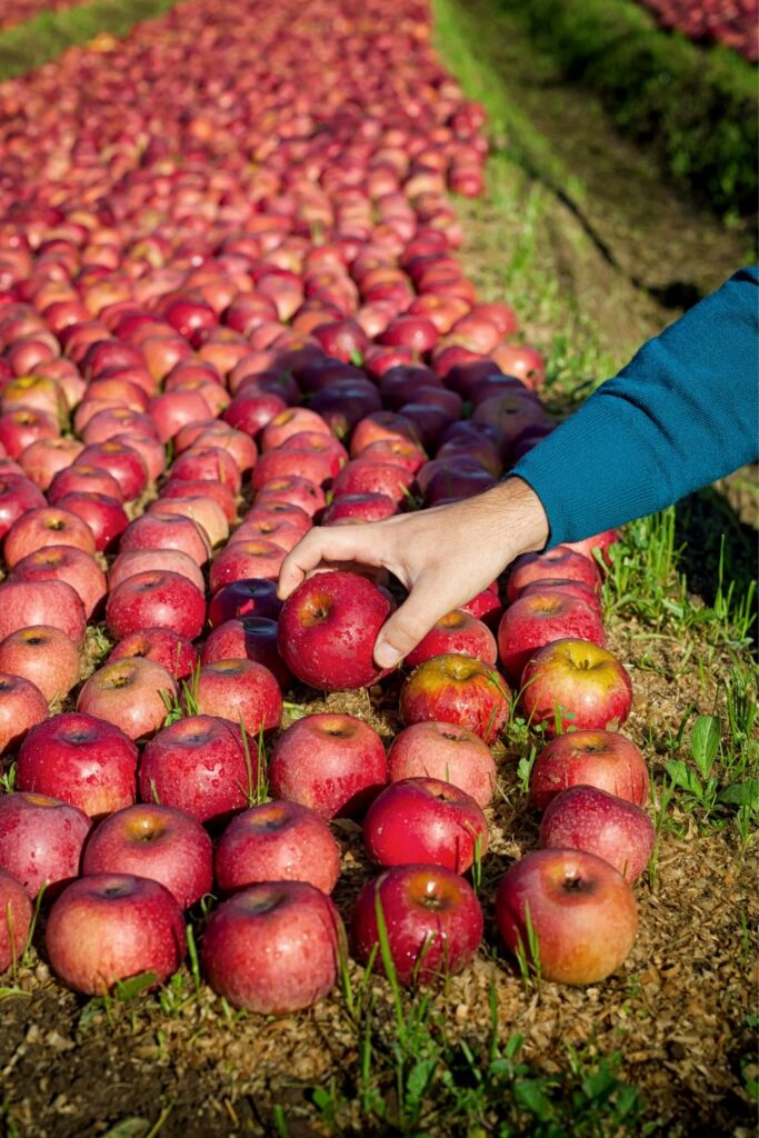 Image via Canvas - worker picking apples